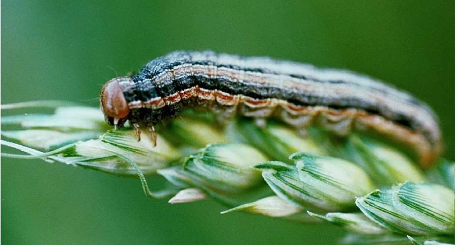 Armyworms Invade Farms In Akatsi