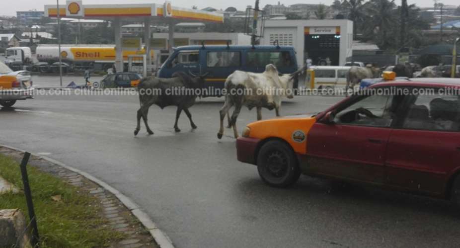 Stray Animals Invade Major Streets Of Kumasi