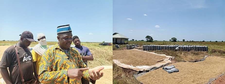 Gbedembilsi rice farmers cry for help as prices drop and buyers disappear