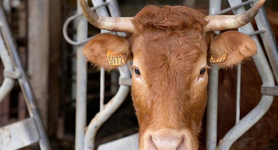 A cow looks out from a barn on a farm in Chemir-Le-Gaudin, western France, March 18, 2022. -  Franois Mori, AP