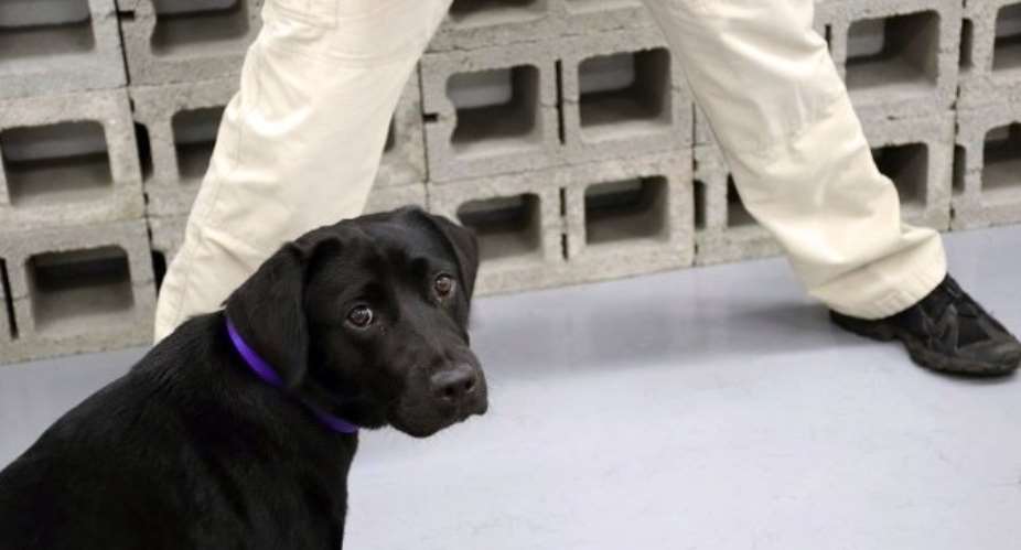 Shocking!! Dog Refusing To Sniff Out Explosives Sacked From CIA