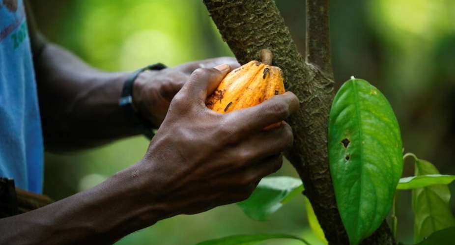 COCOBOD and global chocolate industry giants: Secure climate-resilient climate-smart organic agroforestry future for Ghana's cocoa industry