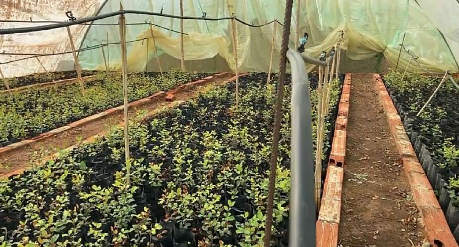 A HAF greenhouse growing baby carob trees