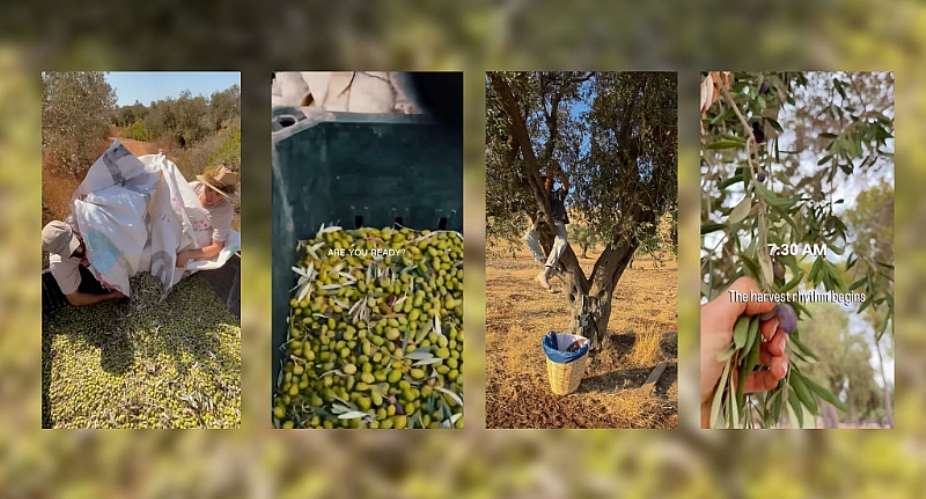 Israeli settlers have been posting images of their olive harvests on social media. -  The Observers