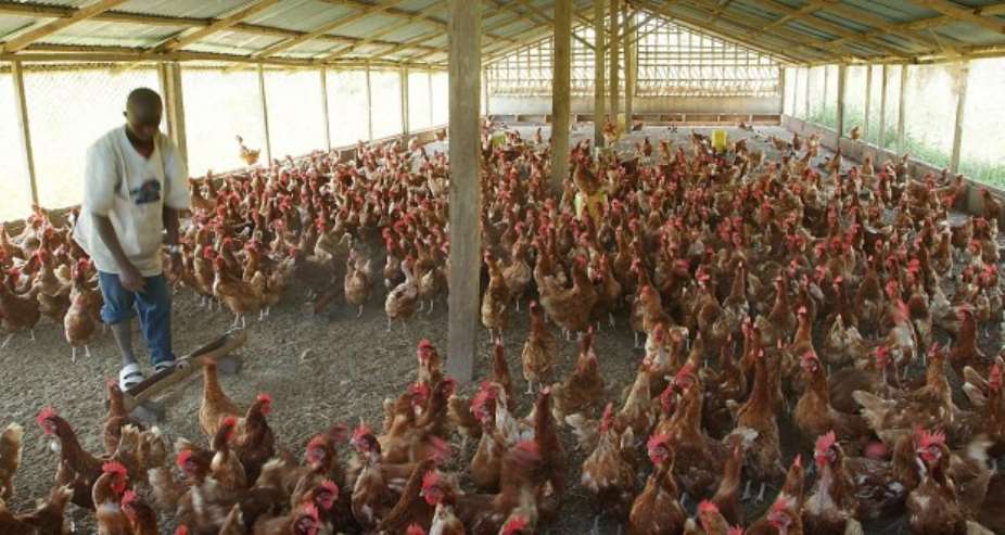 Poultry farmers decry high interest rates