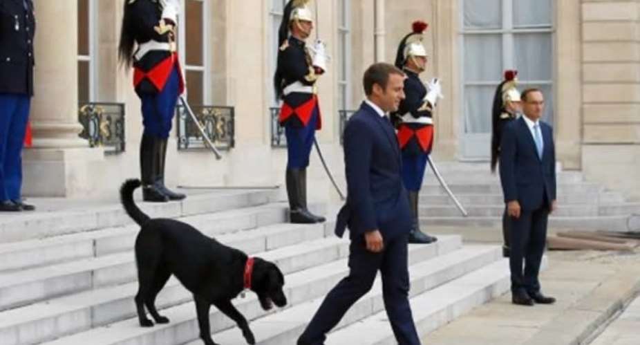 French President's Dog Pees On Fireplace During On-Camera Meeting