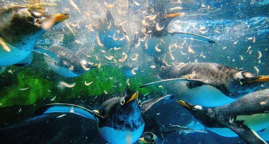 Gentoo penguins feed on krill, a key part of the Antarctic food chain. - AFP - ANTHONY WALLACE
