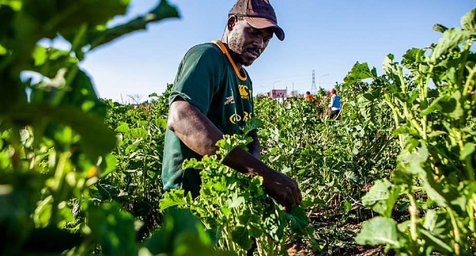 Small-scale farming creates more jobs in South Africa.This one is in Soweto, Johannesburg.  - Source: Sharon SeretloGallo ImagesGetty Images