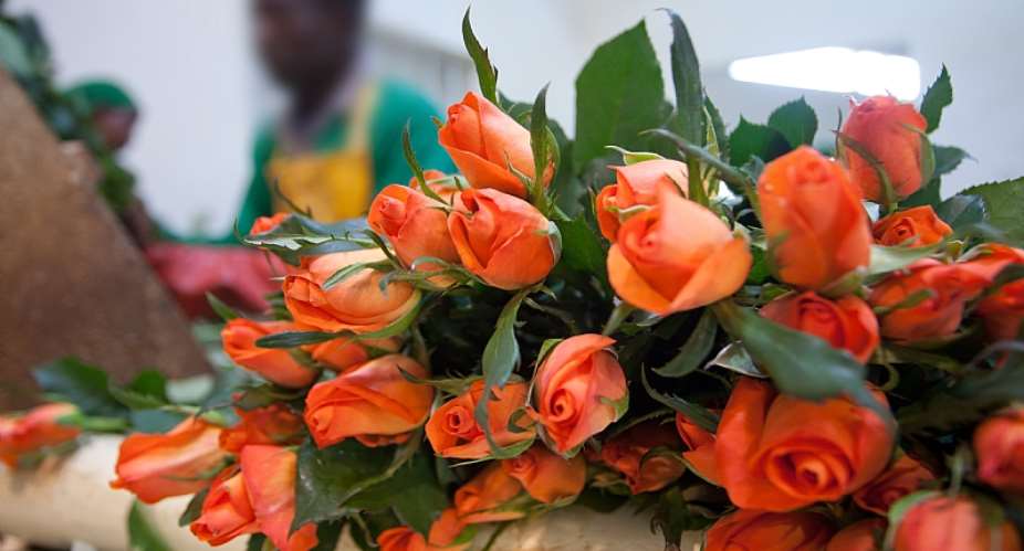 Kenyan flower exports to Europe fell 50, affecting about 1 million people. - Source: Getty Images