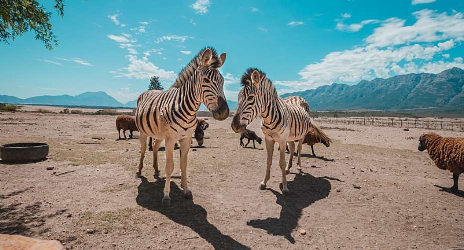 Zebras stand in a ranch in South Africa. - Source: Francois LouwShutterstock