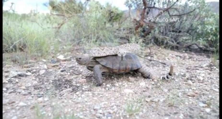 Rattlesnake Spotted Riding On The Back Of A Tortoise