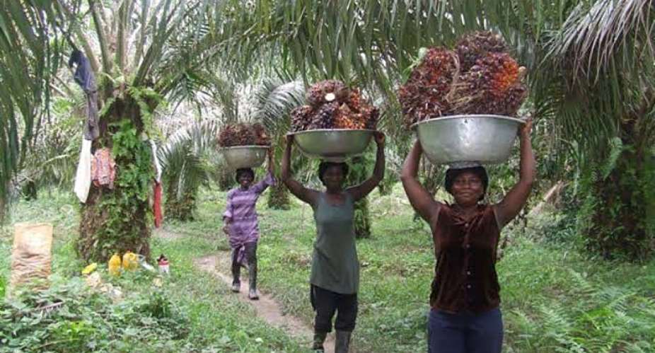 OPDAG Sounds Alarm On Vegetable Oil Smuggling Amid Ghanas Palm Oil Supply Gap