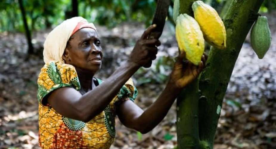 File photo: Cocoa is a major export commodity for Ghana. Photo credit: Ghanatalkbusiness.com