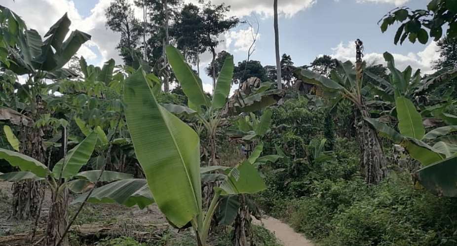 Tano Suhien Forest Reserve In 'Danger' — Residents Of Sefwi Wiawso Cry Out