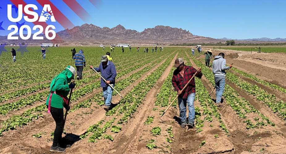 Farm workers tend to fields of lettuce in Yuma County, Arizona. -  Barbara Gabel, FRANCE 24