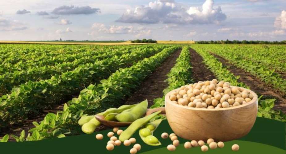The Soybean Ecosystem and Key Players