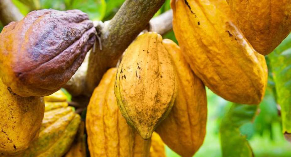 Gov't To Launch Cocoa Forests Redd Plus Program