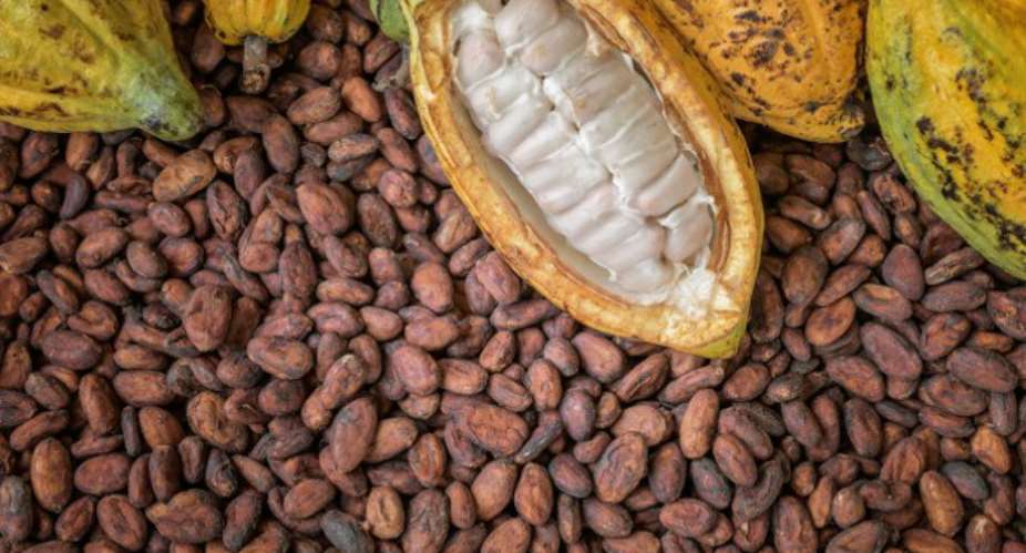 Refusing to think, Ghanas Cocoa sector