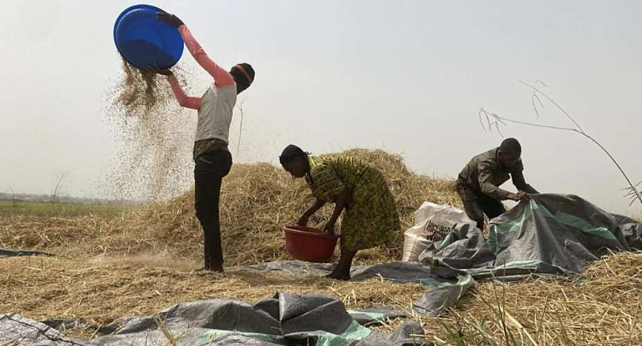 Farmers harvest rice in Benue state, north-central Nigeria, in January 2022. -  AP - Chinedu Asadu