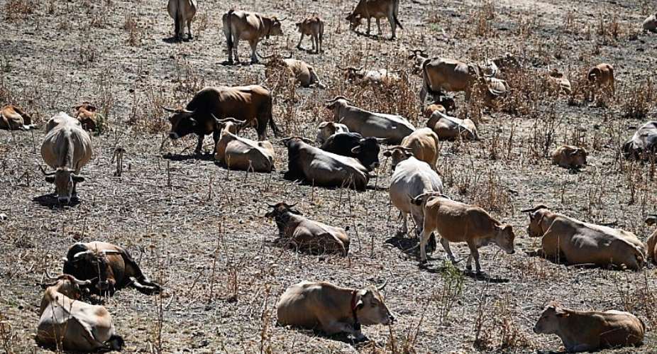Record high temperatures during the summer in France produced scorched fields and led to livestock losses. -  AFP - GABRIEL BOUYS
