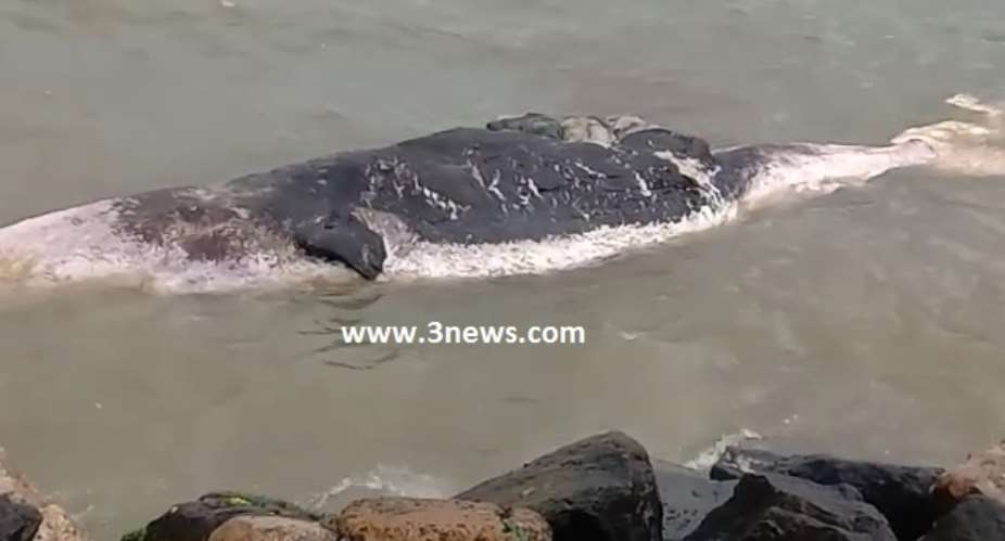 Takoradi: Whale washed ashore at Nkontompo