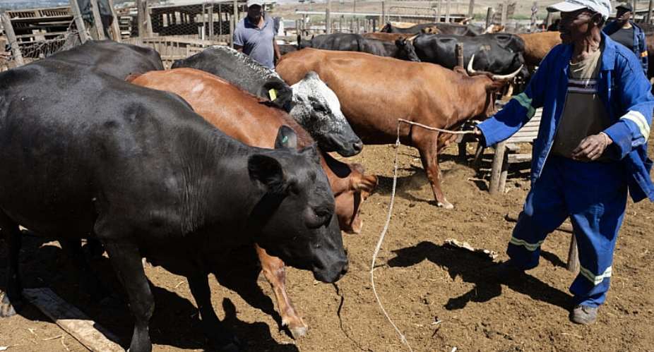 Namibia announced its first outbreak of foot-and-mouth (FMD) in September 2026, prompting the EU to suspend exports from 6 October. The disease affecting cattle has been detected in other countries on the continent such as South Africa. Here, farmers prepare their animals for vaccination at a farm near Cape Town, on 15 February, 2026. - AFP - RODGER BOSCH