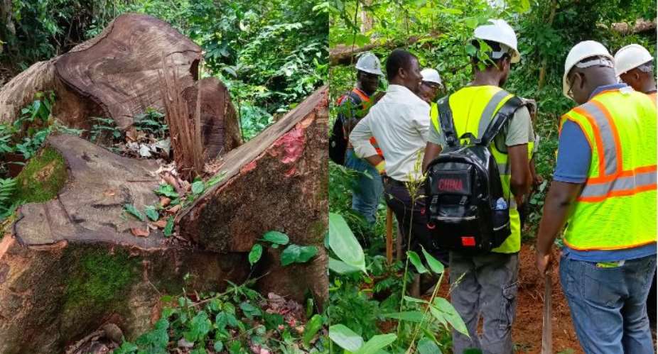 Tinte Bepo Forest Reserve in Peril: The Impact of Illegal Chainsawing on Plant Species and Biodiversity