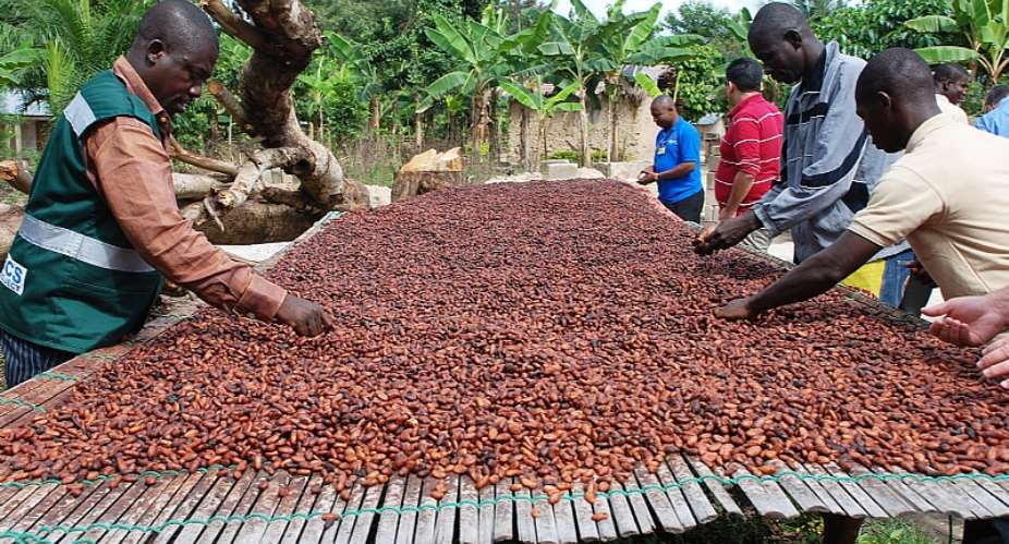 Ghana’s Cocoa Industry Eyes a Sweeter Future With Local Processing Push