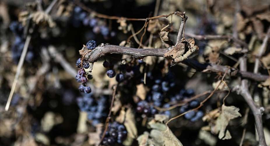France had already recorded its lowest production since 1957 last year -  Gabriel BOUYS / AFP/File
