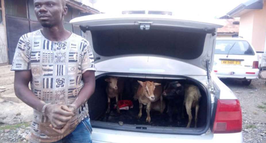 The suspect with the goat and the car
