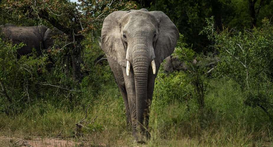 A savanna elephant in Kruger National Park, South Africa. While the animals remain endangered, scientists have seen some elephant populations in southern Africa rebound following dedicated conservation efforts. -  AP - Jerome Delay