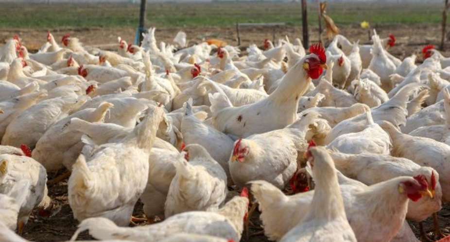 ER: GHS cautions public over outbreak of Avian Influenza in Nsawam Adoagyiri