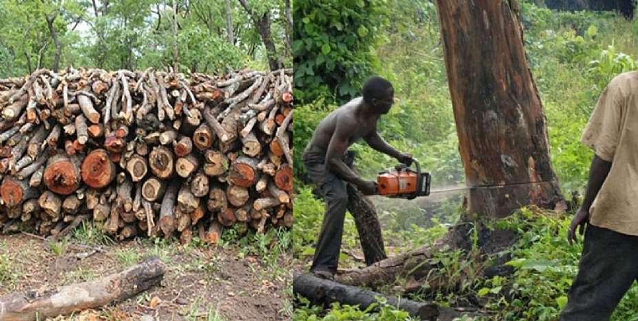 End The Carnage Against Us: An Open Letter from Trees to Ghana Government and Parliament.