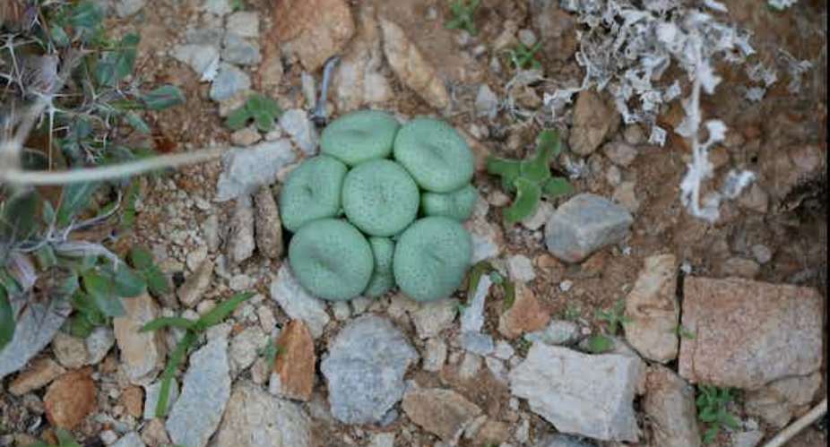 South Africa’s rare succulent plants are threatened by illegal trade – how to stop it