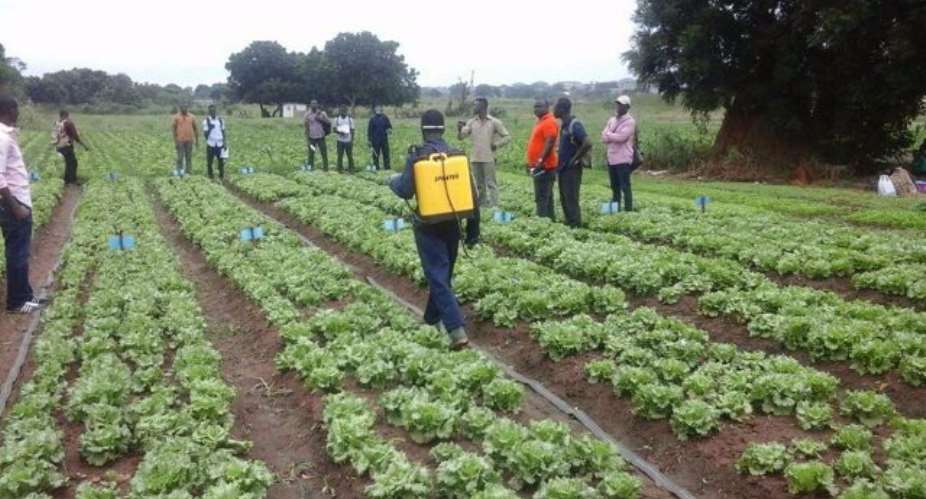 GhanaVeg Engages Agronomists To Boost Vegetable Production
