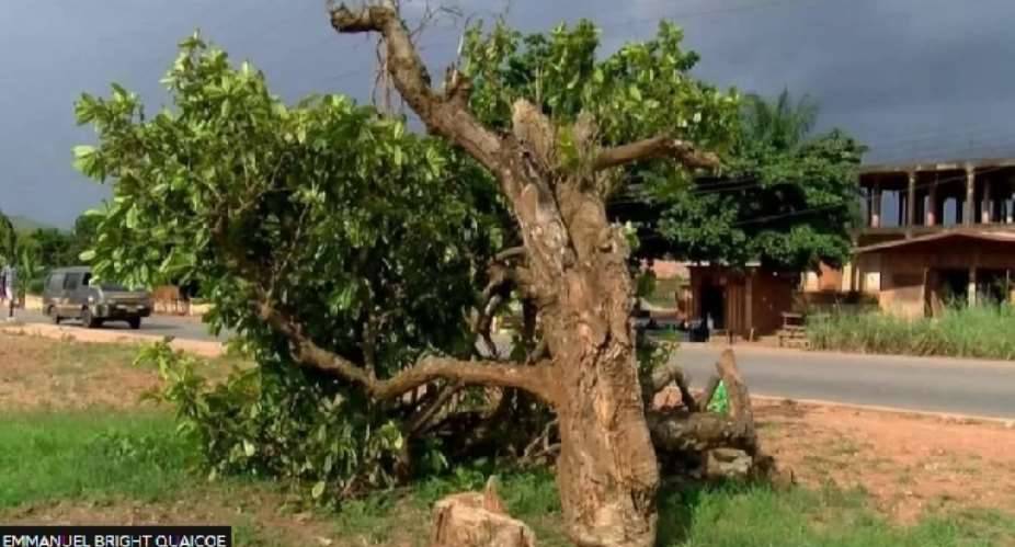 One person arrested for felling 300-year-old Okomfo Anokye’s cola tree