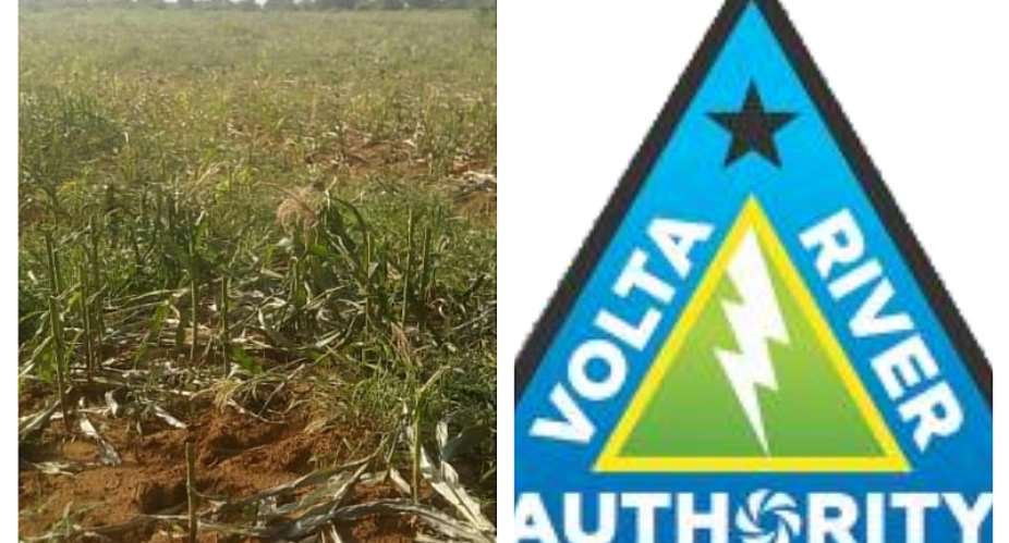 VRA allegedly destroys 12-acre mature corn farm at Old Apaaso