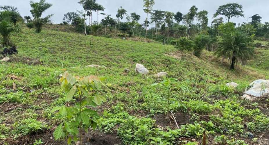 Landscape restoration in the Afram Headwaters Forest Reserve of Ghana.