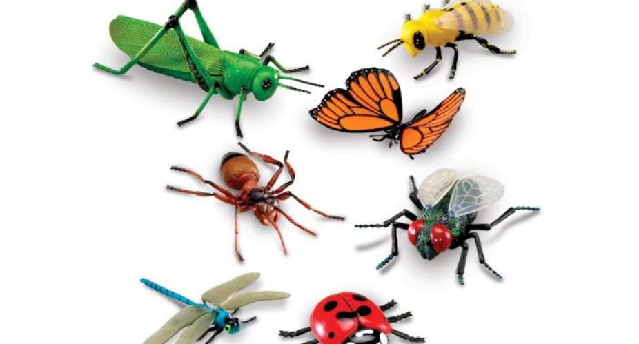Our Vanishing World: Insects