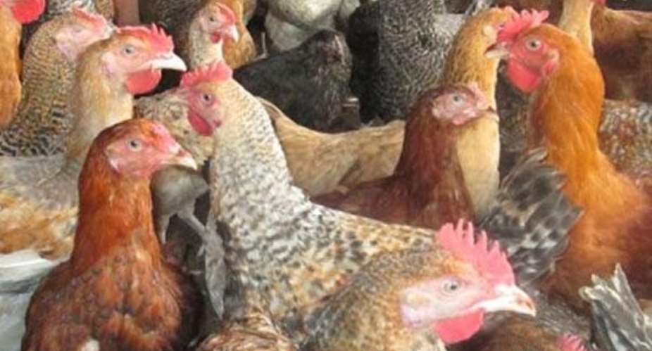 Why You Must Eat Locally-Produced Poultry