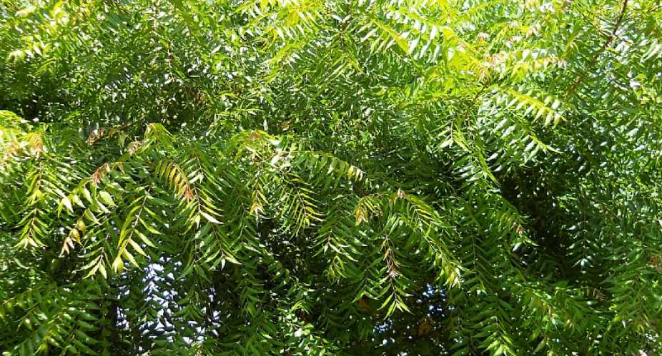 Neem trees in Yilo, Lower Manya Krobo risk disappearing