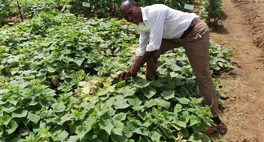 Vegetable Farmers Urge Gov't To Help Revive The Sector After EU Lifted Ban