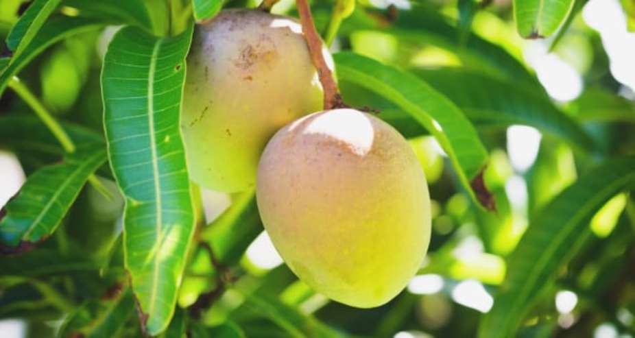 Mango Combats Cancer Cells    Protect Against Asthma