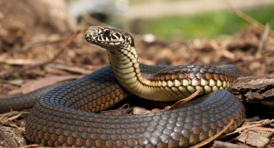 Python is Ghana's most exported animal  - Research
