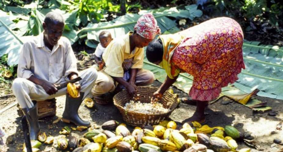 Cocoa farmers adopt technological strategies to fight crime