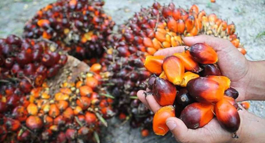 The Palm Oil Miracle: Protect the Heart, Brain  Improves Skin and Hair Health.