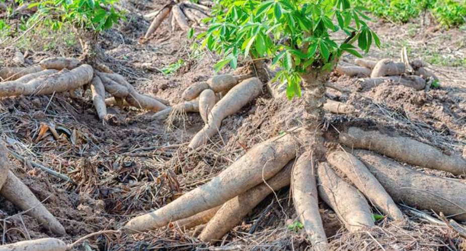 Cassava Roots: Tips For Growing Cassava Yuca Plants