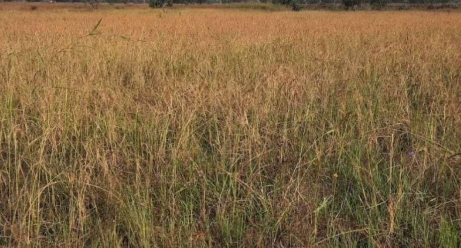 Saboba District rice farmers lament lack of access combined harvesters