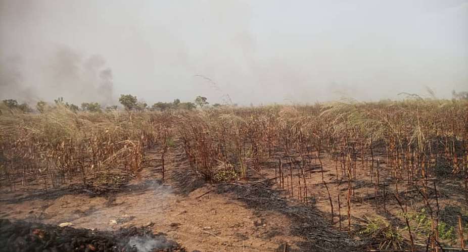 250-acre maize farm destroyed by bushfire in Jirapa