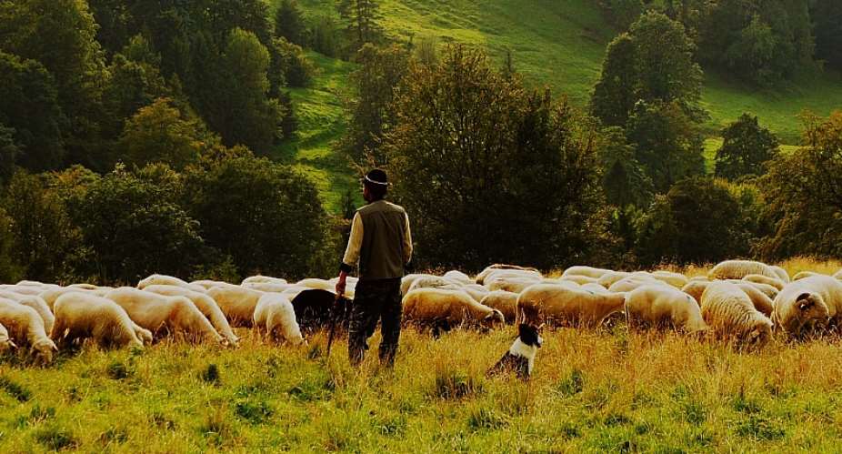 Are You A Good, Trustworthy Shepherd